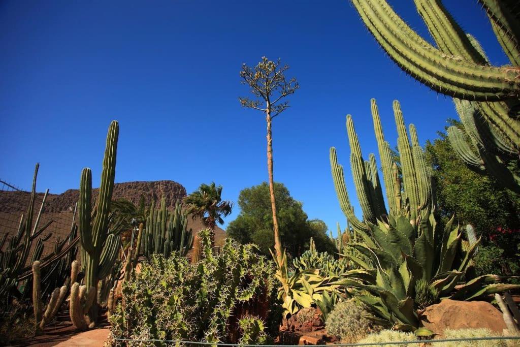 Green Oasis Maspalomas Garden 11 Zewnętrze zdjęcie